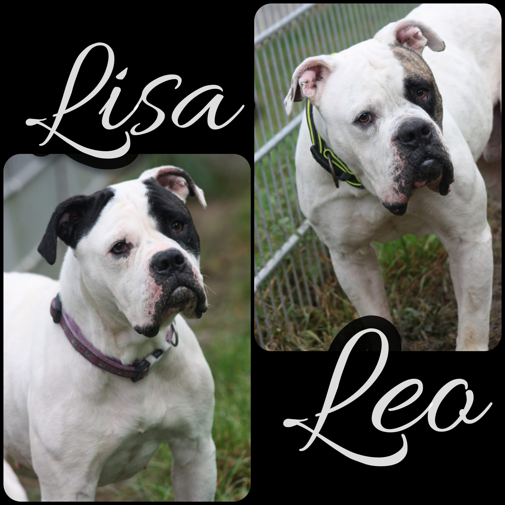 Leo, geb. 2018 und Lisa, geb. 2020