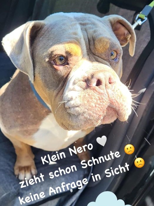 Nero, 6,5 Jahre